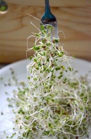 Early life exposure to broccoli sprouts may protect against colitis in inflammatory bowel disease | American Society for Microbiology