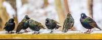 Birds vs. Tweets: Which Sounds Are You Tuned Into? — Mickey Z. 