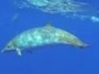 WATCH: Rare Video of a Mysterious Whale That Surfaced in Hawaii | Lisa Denning