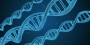 Researchers identify new genes associated with cognitive ability | Todd Lencz