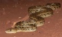 Study shows snakes, thought to be solitary eaters, coordinate hunts | Vladimir Dinets