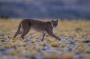 Large predators once hunted to near-extinction are showing up in unexpected places | Brian R. Silliman
