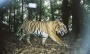 Research methods that find serial criminals could help save tigers | Matthew Struebig, Freya St. John