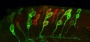 Live Fruit Fly Brains Reveal Molecular Switch That Wakes Up Dormant Neural Stem Cells