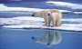 Arctic seas turn to acid, putting vital food chain at risk (Robin McKie)