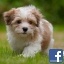 My Micho
