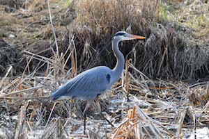 Heron. Nimbus Park, Oregon. By Keith Todd. Flickr (CC BY-NC-ND 2.0)