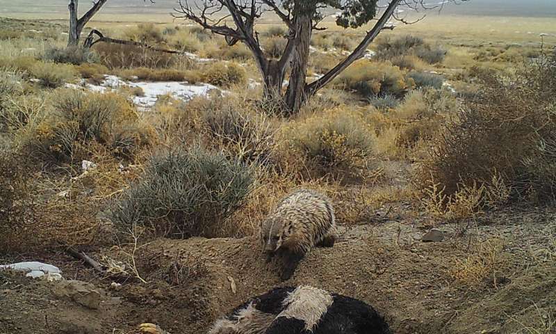 Camera trap image of an American badger burying a calf carcass by itself in Utah's Grassy Mountains, January 2016. Credit: Evan Buechley.