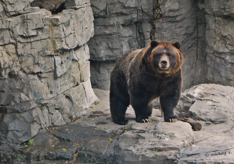 Veronica, one of the grizzlies at Central Park Zoo. She was “rescued” from Yellowstone National Park in Wyoming in 1995 after her mother was euthanized (translation: murdered).