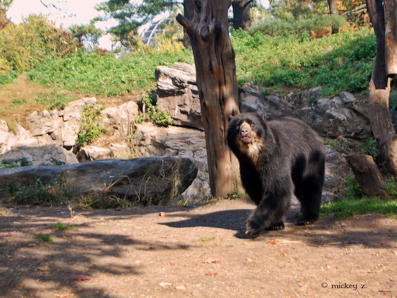 An Andean or “Spectacled” Bear at Queens Zoo. This species has been known to visit Machu Picchu. Photo credit: Mickey Z.