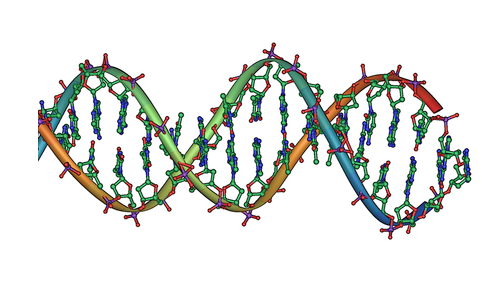 DNA double helix. Credit: public domain