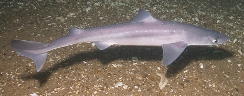 Spiny dogfish. Credit: Doug Costa, NOAA/SBNMS