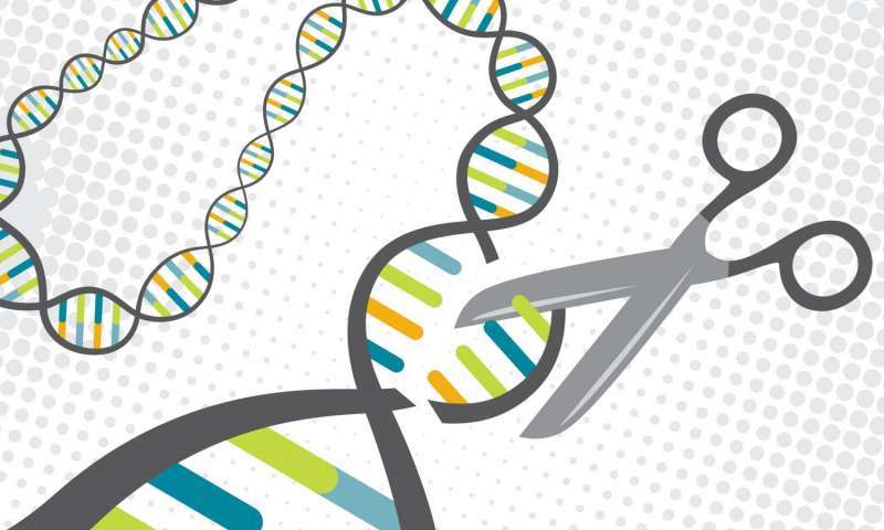 A CRISPR protein targets specific sections of DNA and cuts them. Scientists have turned this natural defense mechanism in bacteria into a tool for gene editing. Credit: Jenna Luecke and David Steadman/Univ. of Texas at Austin  Read more at: https://phys.org/news/2017-06-technique-enables-safer-gene-editing-therapy.html#jCp