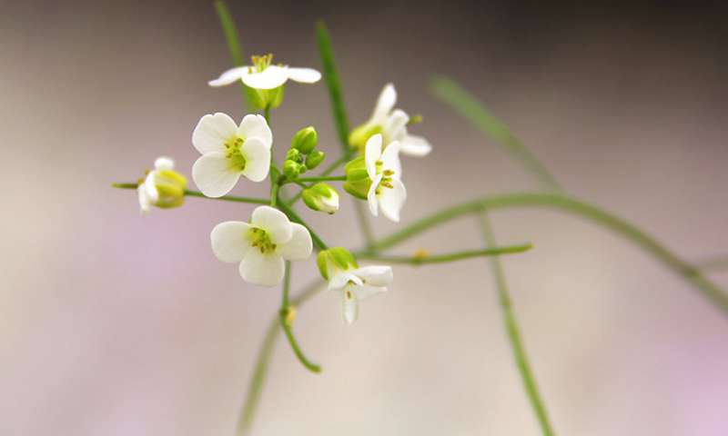  The plant species Arabidopsis kamchatica, which belongs to the rockcress genus, originated from the combination of two species. Credit: Lucas Mohn, UZH