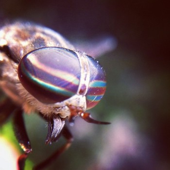Horsefly. Credit: Dave Edens, Flickr (CC BY-NC-ND 2.0)