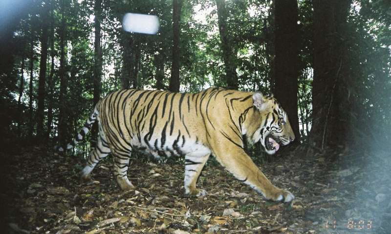Tiger on a trap camera. Credit: Matt Struebig