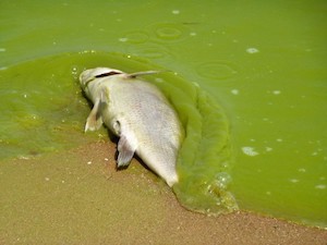 Dead fish, algae