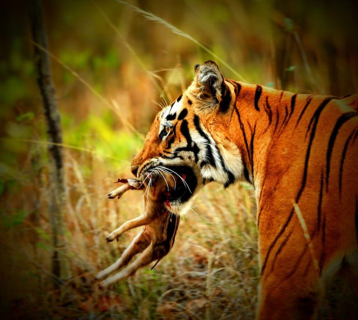 Predator-prey equilibria are being disrupted by climate change, according to a study led by Brazilian researchers and published in&nbsp;Nature Climate Change&nbsp;. Credit: Mythilibadam/ Wikimedia Commons