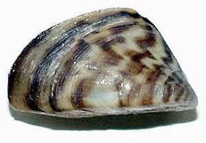 zebra mussels 300x208