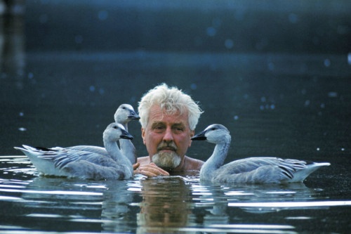 Konrad Lorenz with some of his goslings