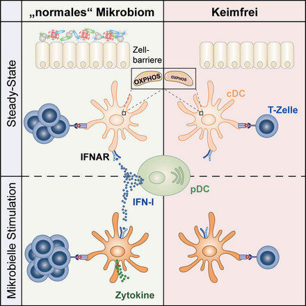 Microbiota-induced type I interferons control the functionality of dendritic cells. Credit: Schaupp/ Charité.