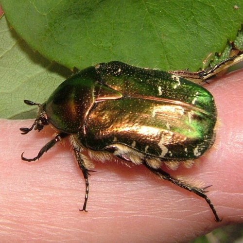 scarab