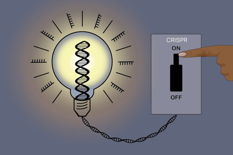 A new CRISPR method allows researchers to silence most genes in the human genome without altering the underlying DNA sequence -- and then reverse the changes. Credit: Jennifer Cook-Chrysos/Whitehead Institute