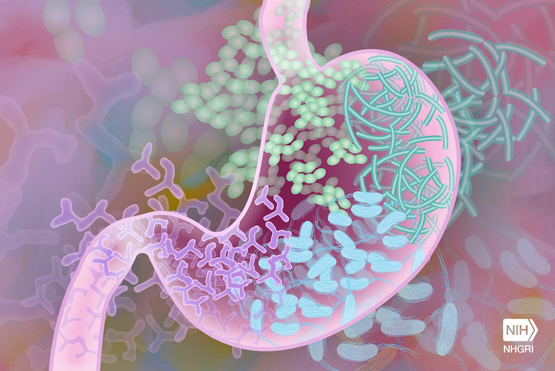 Illustration of bacteria in the human gut. Credit: Darryl Leja, National Human Genome Research Institute, National Institutes of Health