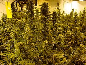Cannabis Flowers